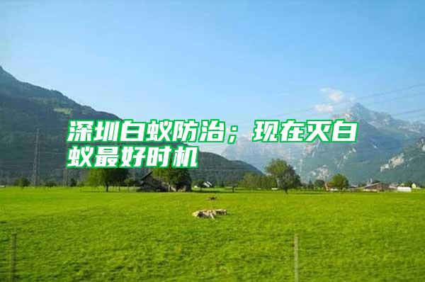 深圳白蟻防治;現(xiàn)在滅白蟻?zhàn)詈脮r(shí)機(jī)