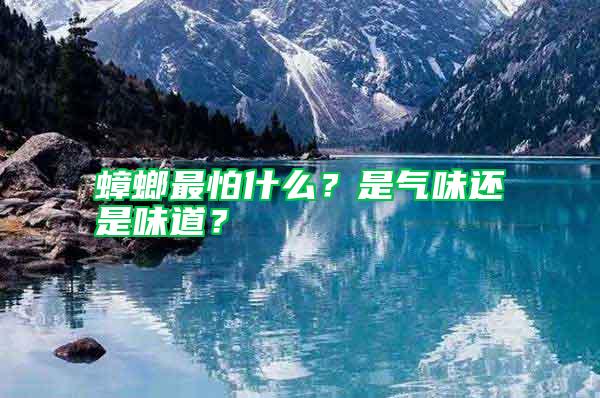 蟑螂最怕什么？是氣味還是味道？