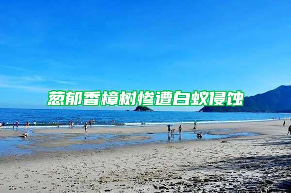 蔥郁香樟樹(shù)慘遭白蟻侵蝕