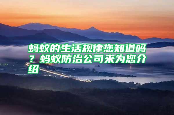 螞蟻的生活規律您知道嗎？螞蟻防治公司來為您介紹