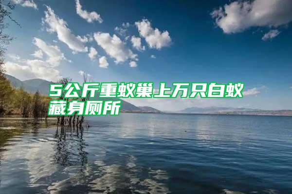5公斤重蟻巢上萬只白蟻藏身廁所
