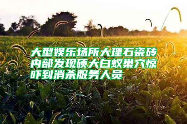 大型娛樂場所大理石瓷磚內部發現碩大白蟻巢穴驚嚇到消殺服務人員