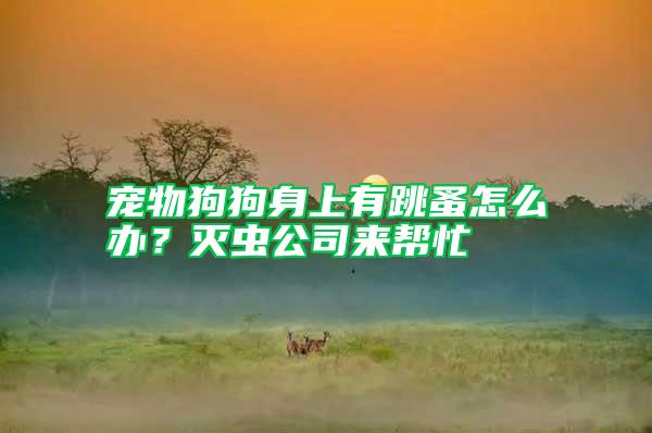 寵物狗狗身上有跳蚤怎么辦？滅蟲公司來幫忙