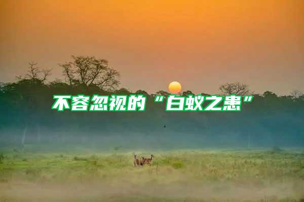 不容忽視的“白蟻之患”