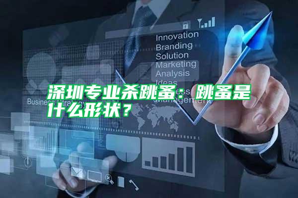 深圳專業殺跳蚤：跳蚤是什么形狀？