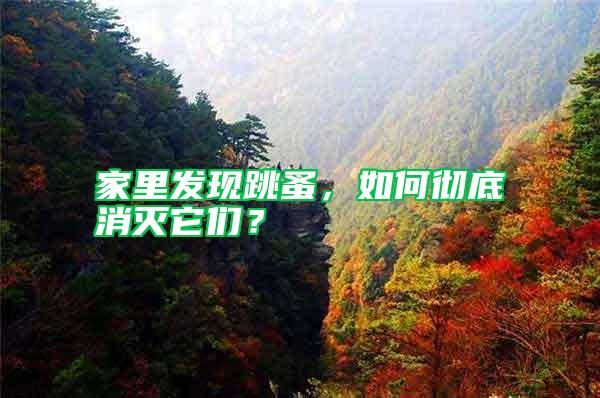 家里發現跳蚤,如何徹底消滅它們?