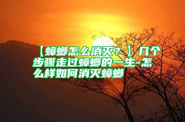【蟑螂怎么消滅?】幾個步驟走過蟑螂的一生-怎么樣如何消滅蟑螂