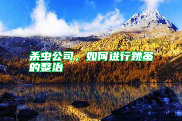 殺蟲公司,如何進行跳蚤的整治