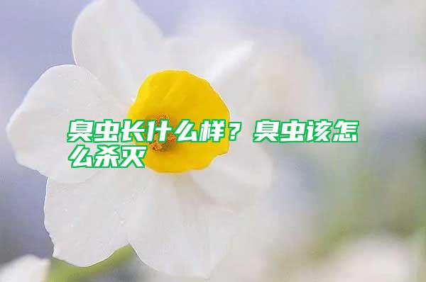 臭蟲長什么樣？臭蟲該怎么殺滅