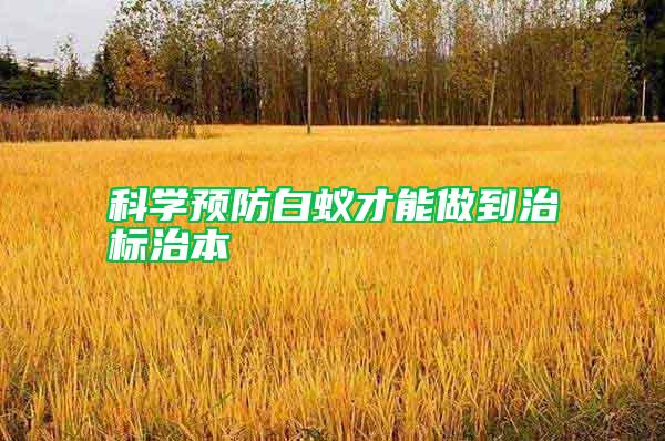 科學預防白蟻才能做到治標治本