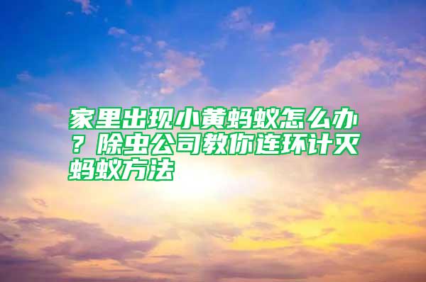 家里出現小黃螞蟻怎么辦？除蟲公司教你連環計滅螞蟻方法