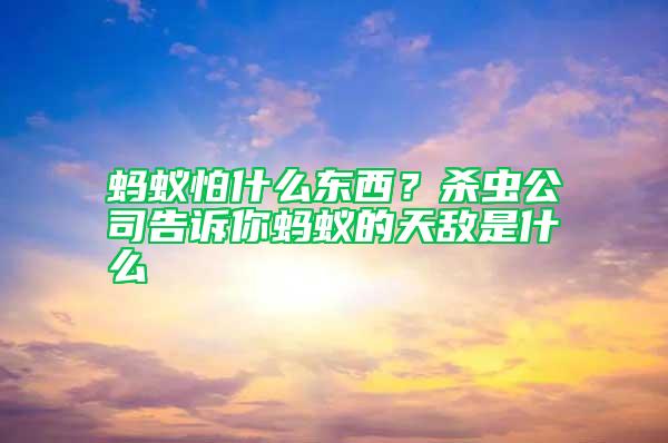 螞蟻怕什么東西？殺蟲(chóng)公司告訴你螞蟻的天敵是什么