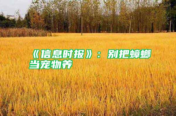 《信息時報》：別把蟑螂當寵物養(yǎng)