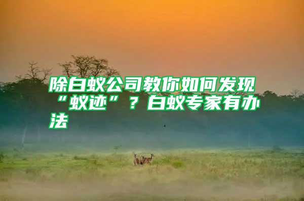 除白蟻公司教你如何發(fā)現(xiàn)“蟻跡”？白蟻專家有辦法