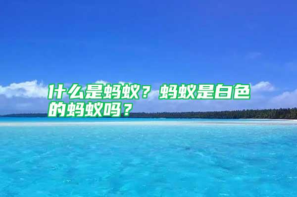 什么是螞蟻？螞蟻是白色的螞蟻嗎？