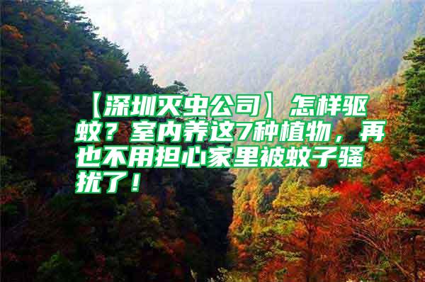 【深圳滅蟲公司】怎樣驅蚊？室內養這7種植物，再也不用擔心家里被蚊子騷擾了！