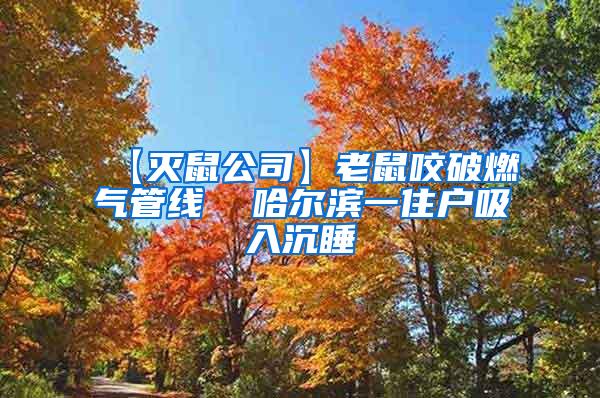 【滅鼠公司】老鼠咬破燃?xì)夤芫€  哈爾濱一住戶吸入沉睡