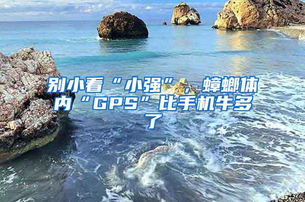 別小看“小強”，蟑螂體內“GPS”比手機牛多了