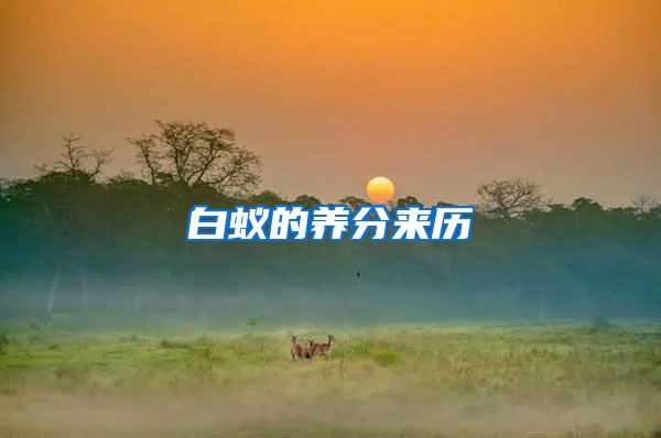 白蟻的養(yǎng)分來歷