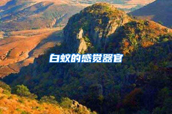 白蟻的感覺(jué)器官