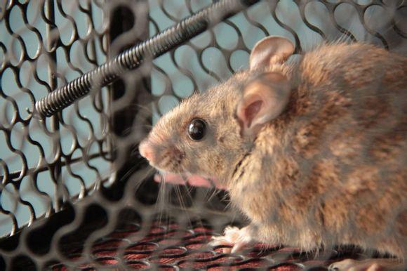 滅鼠公司，滅老鼠公司