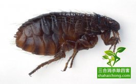 如何選擇除四害專業(yè)機(jī)構(gòu)？