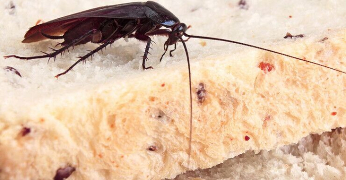 深圳滅蟲(chóng)公司