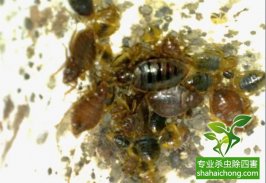 滅蟲(chóng)公司分享如何徹底清除臭蟲(chóng)