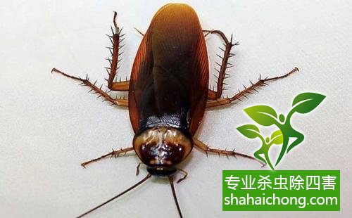 殺蟑螂公司怎么樣滅蟑螂