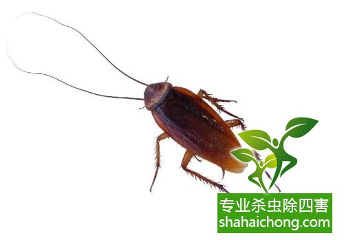 如何消滅蟑螂,怎么樣滅除蟑螂