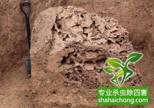 白蟻怎么治,白蟻防治方法