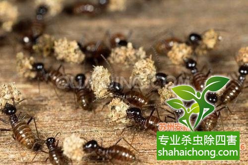 白蟻怎么治,白蟻防治方法