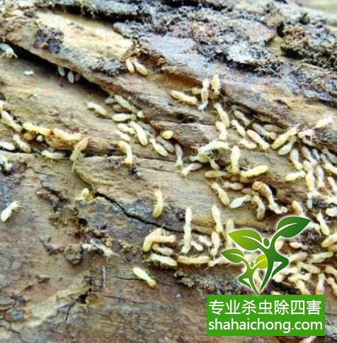 白蟻怎么治,白蟻防治方法