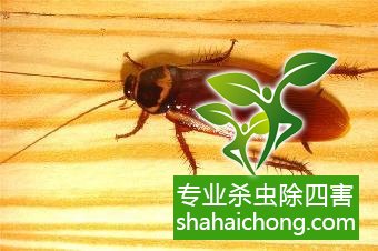 殺蟑螂公司怎么樣滅蟑螂