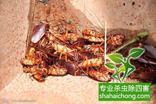 殺蟑螂公司怎么樣滅蟑螂