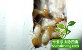 深圳白蟻防治公司帶你認(rèn)識(shí)白蟻王國(guó)
