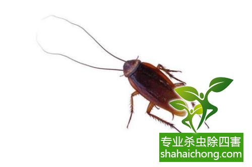 除蟑螂滅蟑螂的方法 如何消滅蟑螂,怎么樣滅除蟑螂