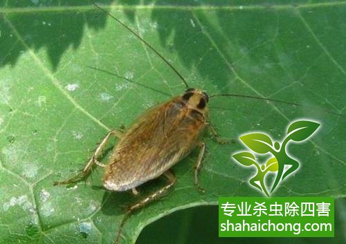 除蟑螂滅蟑螂的方法 如何消滅蟑螂,怎么樣滅除蟑螂