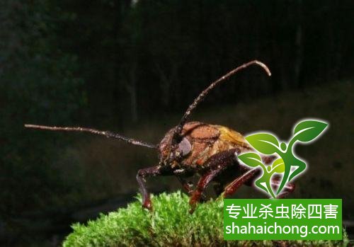 除蟑螂滅蟑螂的方法 如何消滅蟑螂,怎么樣滅除蟑螂